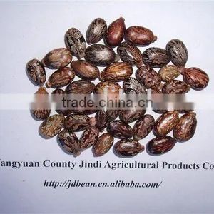 HPS Castor Beans thumbnail-1