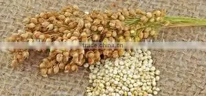 RED QUINOA thumbnail-3