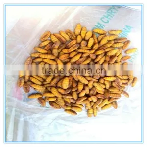 New Season Fresh IQF Frozen Silkworm thumbnail-2