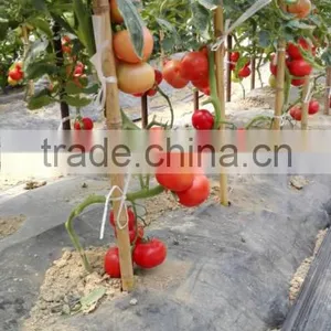 2016 New Hybrid Tomato Seeds for Growing-TianFu360 thumbnail-3