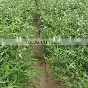 Moso Bamboo Seeds For Cultivation thumbnail-4