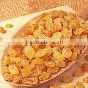 INDIAN ORIGIN QUALITY SEEDLESS GOLDEN RAISIN thumbnail-6