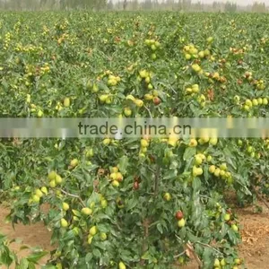 Date Trees Seedling thumbnail-2