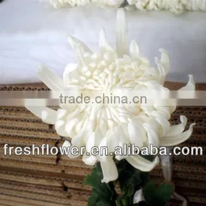 Supply Good Quality Chrysanthemum Cut Flower From China thumbnail-1
