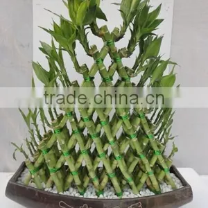 Pyramid Lucky Bamboo Dracaena Sanderiana thumbnail-2