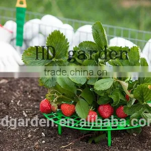 Strawberry Supports - Fruit Clean and Blemish-free thumbnail-2