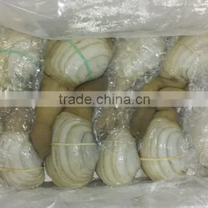 Geoduck Clams thumbnail-4