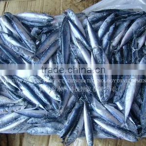Frozen Horse Mackerel Sea Fish thumbnail-1