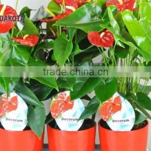 ANTHURIUM DAKOTA thumbnail-1