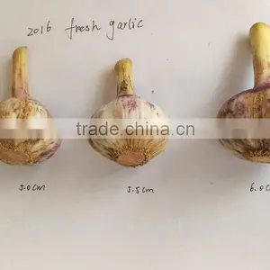 Export Fresh Garlic From Jinxiang, Best Quality Chinese Garlic thumbnail-2