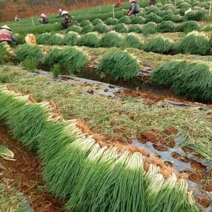 Hot Sell Hybrid Vegetable for Resistance Scallion Seeds Green Chinese Onion Chinese Shallot Seeds thumbnail-3