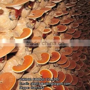 BEST PRICE - GANODERMA/LUCIDUM/REISHI/LINGZHI MUSHROOM - HIGH QUALITY thumbnail-4