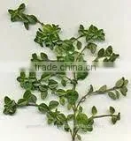Essential Thyme Massage Oil thumbnail-1
