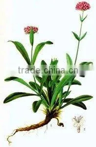 Natural Spikenard Oil thumbnail-1