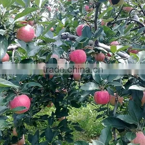 Fresh Gala Apple With Good Quality and Good Taste for Sale thumbnail-5