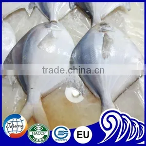 GRADE A Whole Round Frozen Golden/Black/silver Pomfret Fish Pomfret Fish thumbnail-4