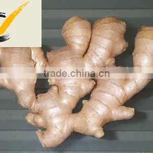 Chinese Ginger thumbnail-1