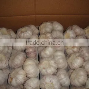 Normal/pure White Garlic in Bulk thumbnail-1