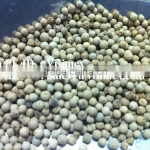 HIGH QUALITY WHITE PEPPER FROM VIETNAM WITH BEST PRICE thumbnail-6
