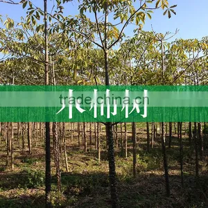 Gossampinus Malabarica Seedling thumbnail-1