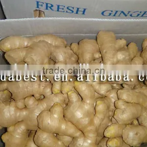 Fresh Washed Ginger thumbnail-4