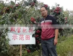 Humate Soluble Fertilizer for Leaf 3-0-14 thumbnail-5