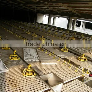Poultry Automatic Feeding System thumbnail-1