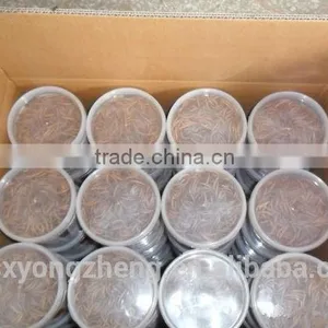 Freeze Dried Locusts For Sale thumbnail-5