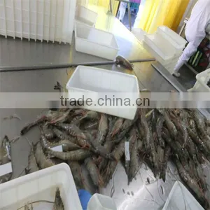 Deep Sea Frozen Seafood and Live Shrimp Singapore thumbnail-1