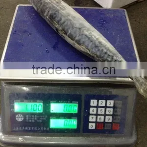 Grade A , SEAFROZEN PACIFIC MACKEREL SIZE 500+ thumbnail-6