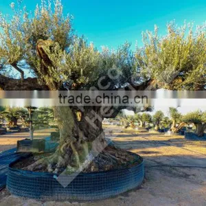 Fargas Collection - Millenary Olive Trees thumbnail-2