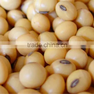 Soybean thumbnail-1