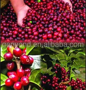 Ivory Coast Wholesale Fresh Coffee Beans Peeler /peeling Cocoa Sheller Machine thumbnail-5