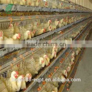Poultry Farm Day Old Layer Chicks Cage thumbnail-2