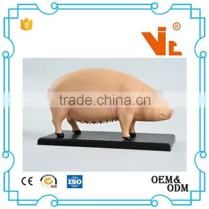 V-AM057 4D MASTER Pig Specimens Anatomical Model thumbnail-2