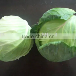 2kg Shouguang Fresh Green Round Cabbage thumbnail-1