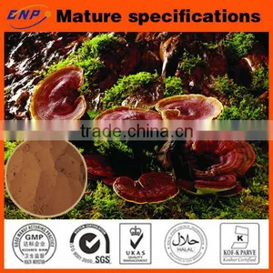 High Quality Reish Mushroom Extract&Reish Beta-Glucan&Reishi Spores Powder thumbnail-1