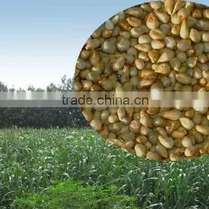 Export-oriented High Yield Pennisetum of America Grass Seed thumbnail-1