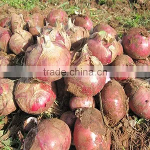 Factory Price Onion Planter Machine thumbnail-6