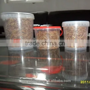 2.8 cm Dried Mealworm With FDA Certification thumbnail-4