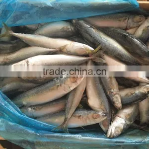 New 10/12 Pcs 80g Fresh Land Frozen Pacific Mackerel thumbnail-3
