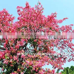 Chorisia.speciosa Flowering Project Trees thumbnail-3