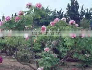 Tree Peony Plant Root Gui Fei Cha Cui thumbnail-1