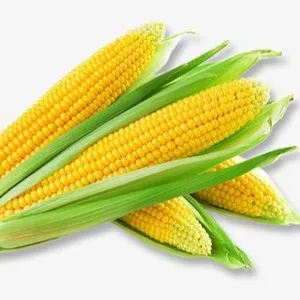 Maize Thresher Sweet Corn Threshing Machine Fresh Corn Sheller thumbnail-1