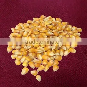 Animal Feed Corn thumbnail-1