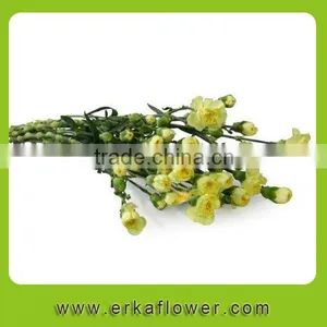 Natural Hot Sale Beautiful Carnation Wreath Fresh Preserved Flower for Gifts thumbnail-5