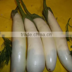Fresh Eggplant thumbnail-1