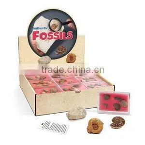 Authentic Fossil Easy Collection Kit thumbnail-1