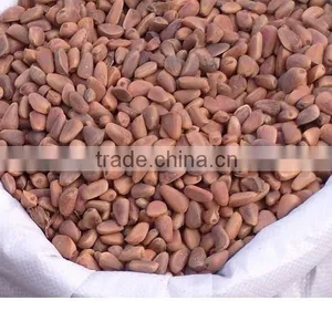 Chinese Pinenut in Shell, Red Pine Nut thumbnail-1