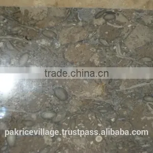 Fossil Marble thumbnail-2
